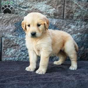 Chester, Golden Retriever Puppy